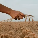 Площадь апробации сортовых посевов в Хакассии увеличилась на 40 процентов к прошлому году